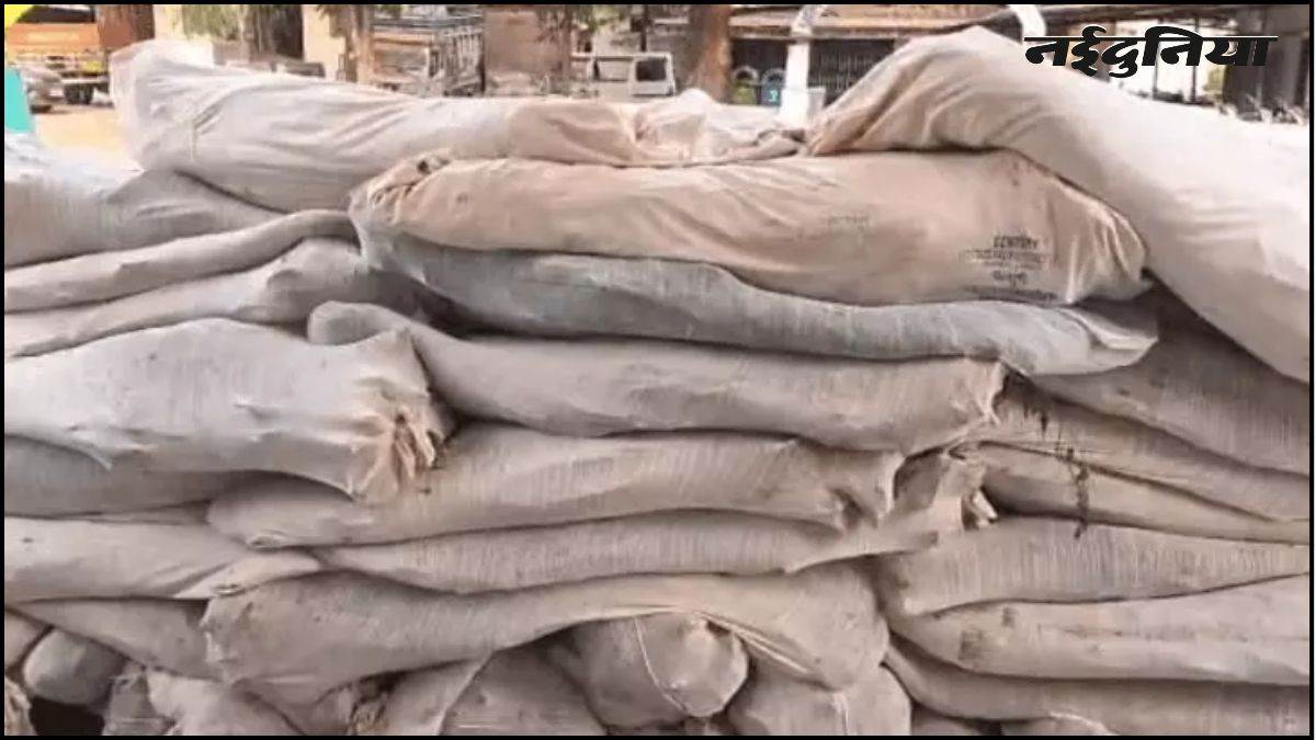 धार के 7 थाना क्षेत्रों में ₹8.20 करोड़ के गांजे के 6863 पौधे जब्त, 12 मामले दर्ज, एक गिरफ्तार; कई फरार
