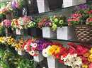 Artificial Flowers Astro Tips: घर में आर्टिफिशियल फूल रखना माना गया है अशुभ, जानिए इसके नुकसान
