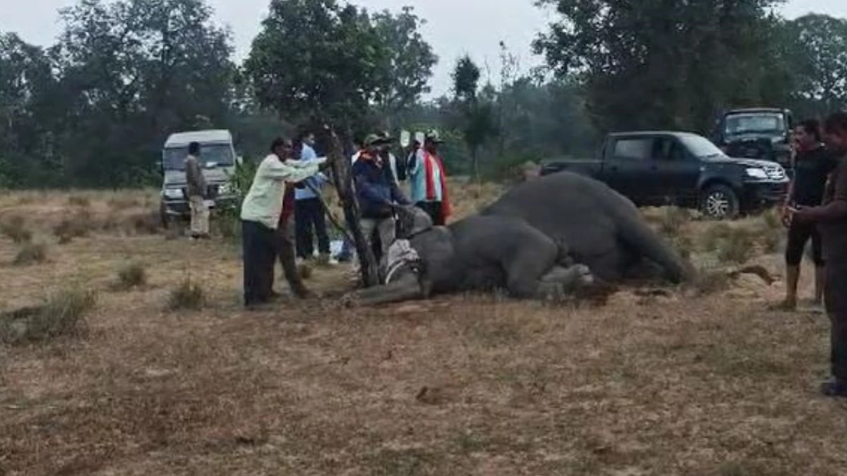 बांधवगढ़ में हाथियों की मौत के 22 दिन बाद वेटनरी डाक्टर को हटाया, वन विभाग की कार्रवाई