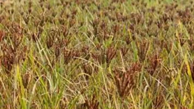 कोरबा में पाठा गांव में आज्ञा बनने से लहलाहोई कोदो व रागी की फसल