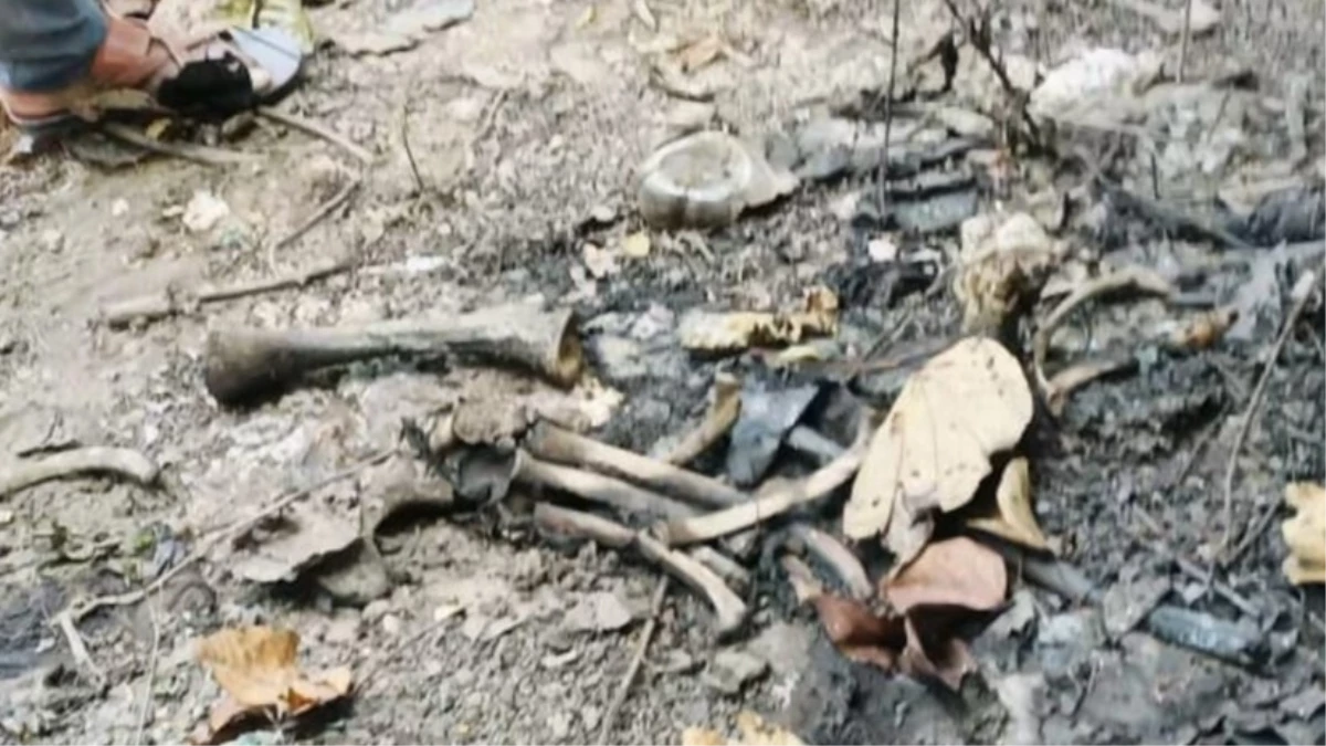 धरमजयगढ़ वनमंडल के बोरो रेंज के रूवाफूल में हाथी बच्चे की मिली सदी गली में मौत