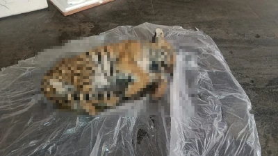चार माह के बाघ शावक की निमोनिया से मौत, स्कूल ऑफ वाइल्ड लाइफ के शोध छात्र करेंगे शव पर अध्ययन