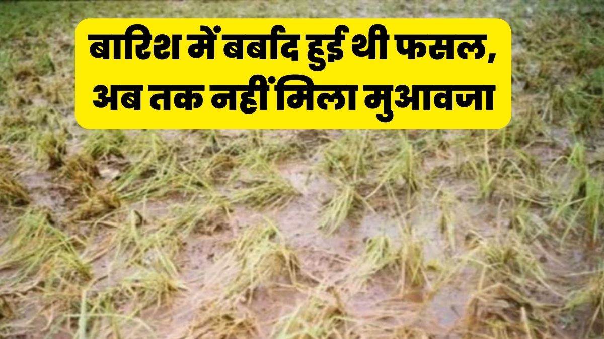MP News: खंडवा जिले में अब तक नहीं मिला बारिश में बर्बाद हुई फसल का मुआवजा