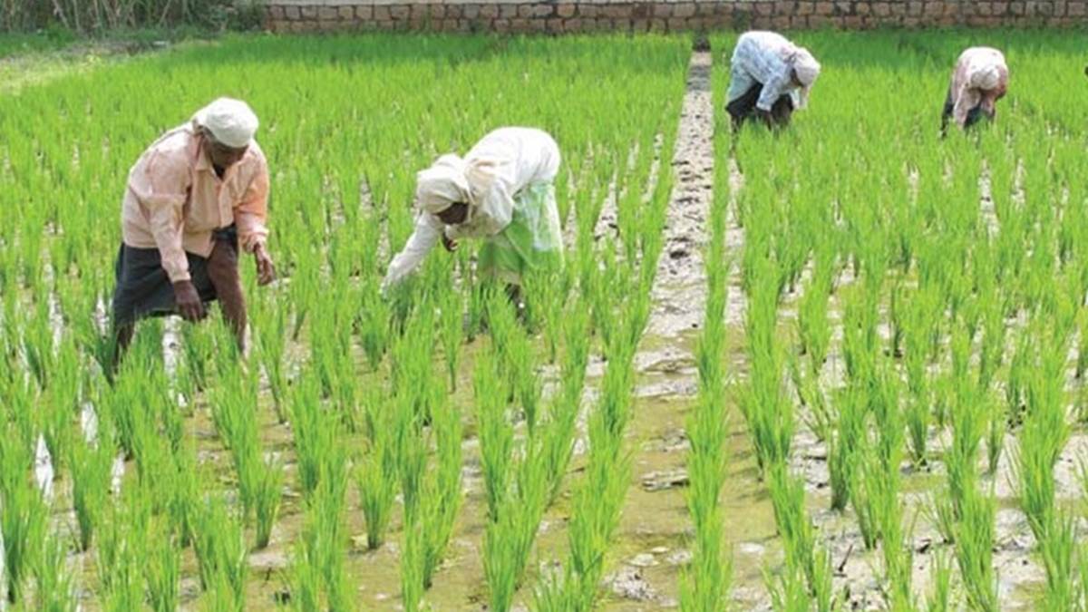 Bilaspur Agriculture News: मिशन मिलेट के प्रति किसानों का बढ़ा रुझान