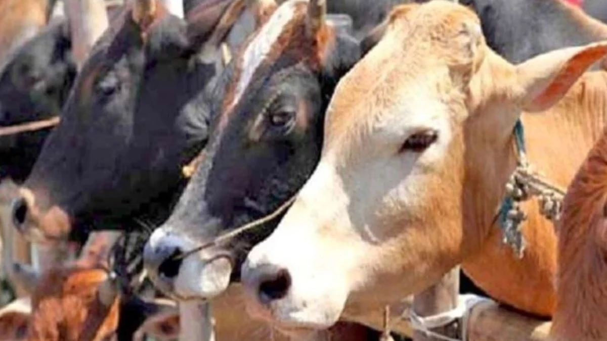 भोपाल से खाड़ी देशों तक फैला गोमांस तस्करी का 'अंतरराष्ट्रीय नेटवर्क', अत्याधुनिक पैकेजिंग में भेजा जा रहा था प्रतिबंधित मांस