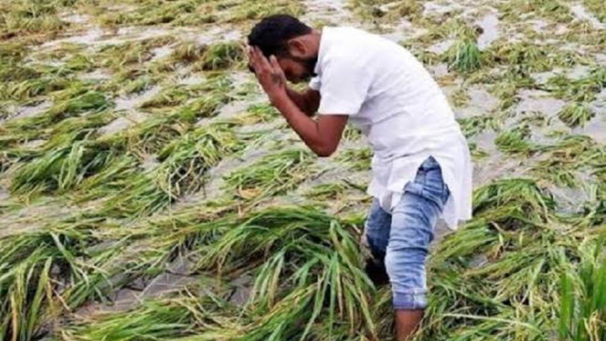 Hailstorm in Madhya Pradesh: ओलावृष्टि से मध्‍य प्रदेश के  20 जिलों में 33 हजार 758 हेक्टेयर क्षेत्र की फसल को नुकसान, किसानों को एक सप्‍ताह में राहत