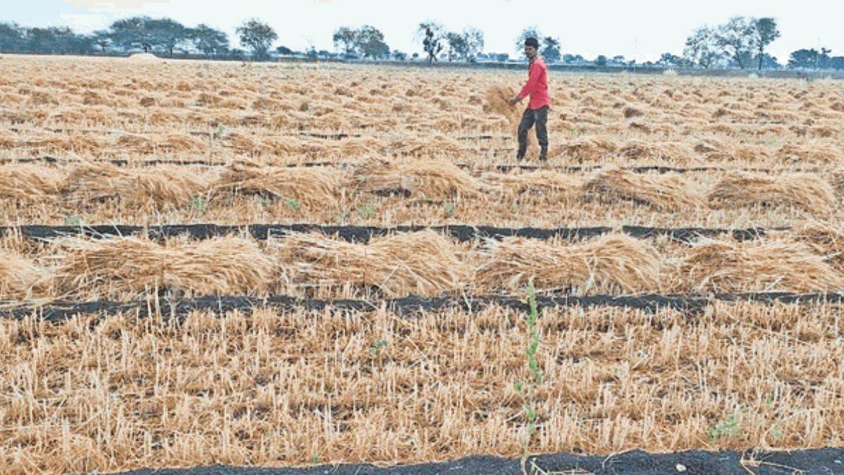 Rain in MP: खंडवा जिलें में आफत की बारिश, फसलों के साथ भीगीं किसानों की आंखें
