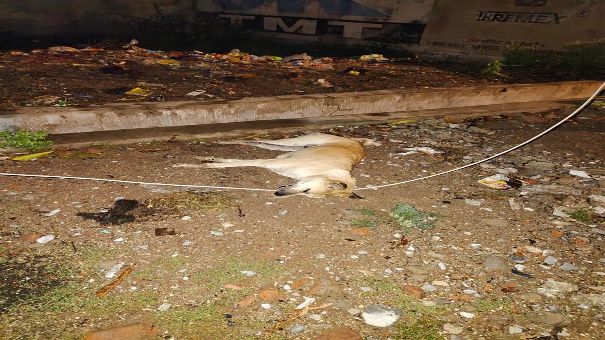 Bilaspur News: मंगला में तार टूटा, करंट से कुत्ते की मौत