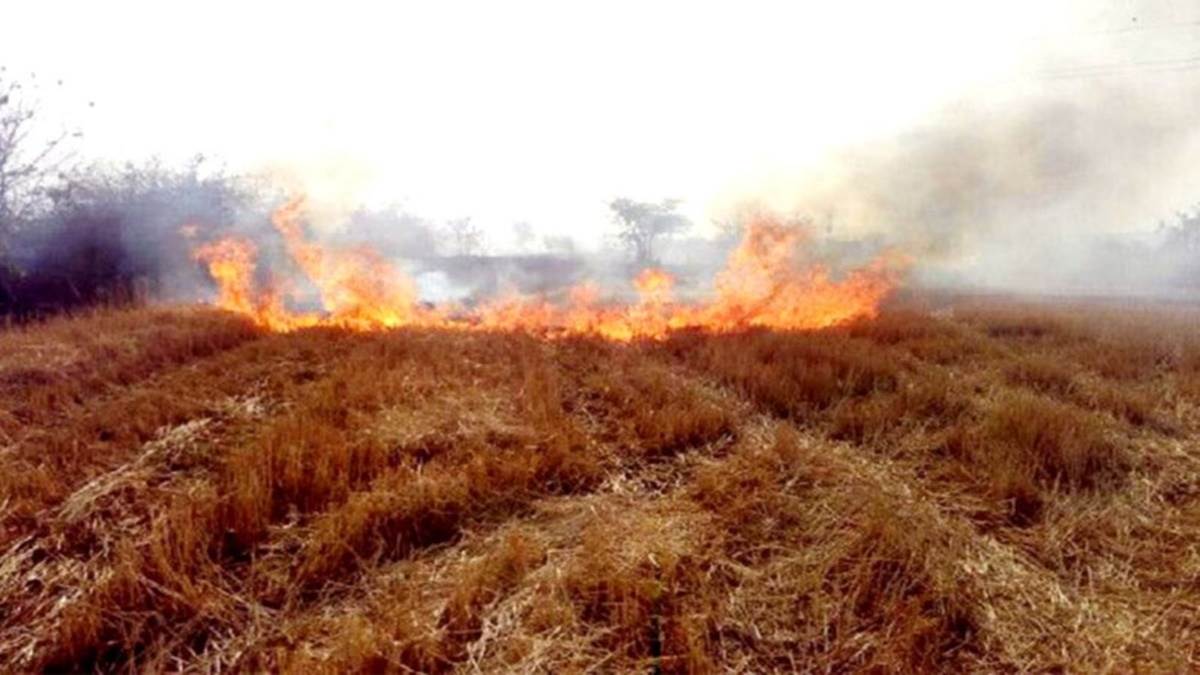 Indore News: इंदौर जिले में फसल कटाई के बाद नरवाई जलाने पर प्रतिबंध