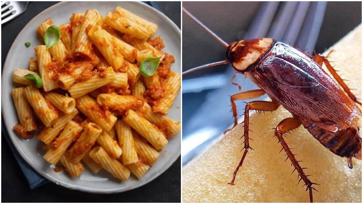 Bhopal News: पास्ता में निकला काॅकरोच, विस्ट्रो रेस्टोरेंट का लाइसेंस ...