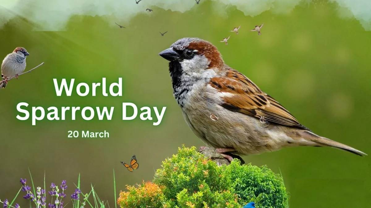 World Sparrow Day 2024 विश्व गौरैया दिवस आज, लुप्त नहीं हुई, रूठ गई है