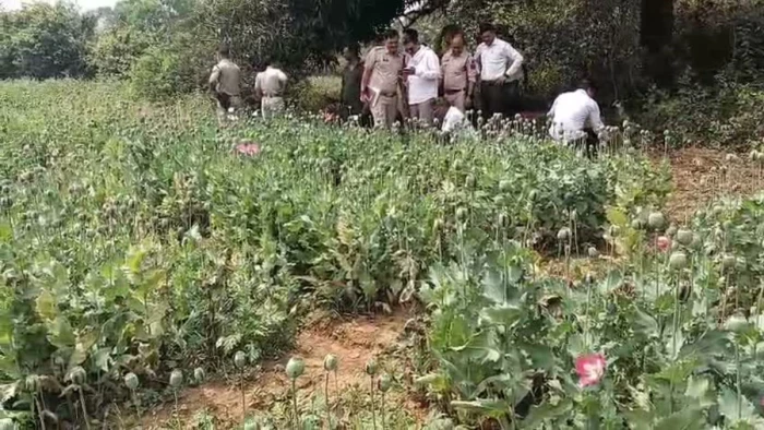 छत्तीसगढ़ में बढ़ता अफीम नेटवर्क, तमनार के जंगलों में प्रोफेशनल तरीके से उगाई जा रही फसल; पुलिस महकमे में हड़कंप