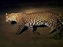 Panna Forest News: Leopard panic, hunting of four cattle in several villages of Panna Tiger Reserve