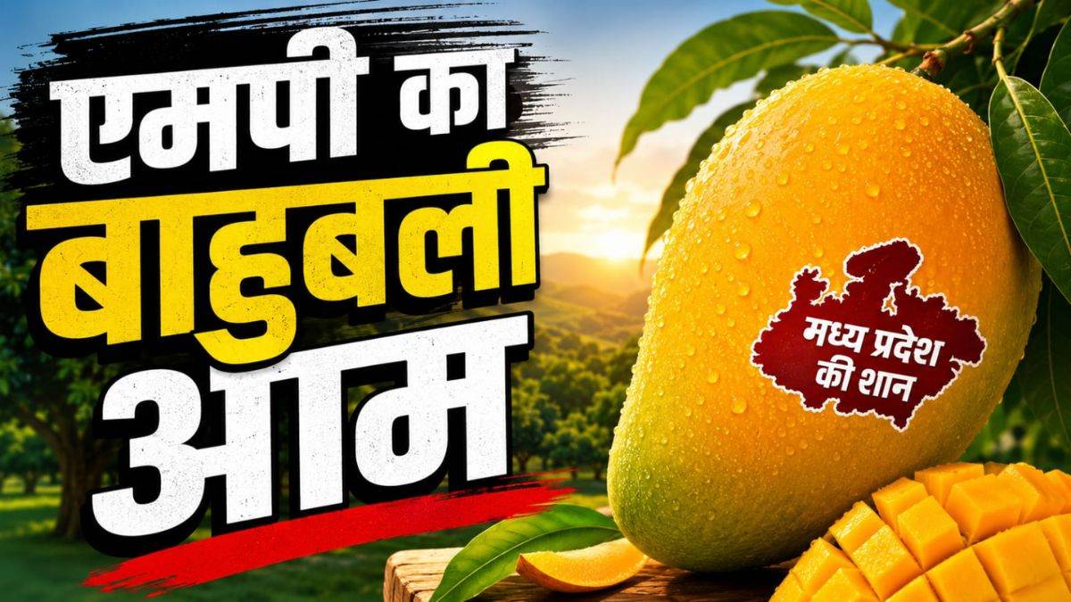 एमपी में एक आम की कीमत ₹3500... 3 किलो के आम को खरीदने के लिए राज्यों से एडवांस बुकिंग, सुरक्षा में तैनात 10 लट्ठधारी गार्ड