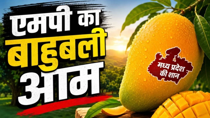 एमपी में एक आम की कीमत ₹3500… 3 किलो के आम को खरीदने के लिए राज्यों से एडवांस बुकिंग, सुरक्षा में तैनात 10 लट्ठधारी गार्ड
