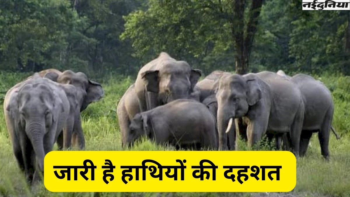 Elephant Terror: शहडोल में हाथियों की दहशत से बचाएगी 'आकाशवाणी', ग्रामीणों के लिए वन विभाग की नई पहल