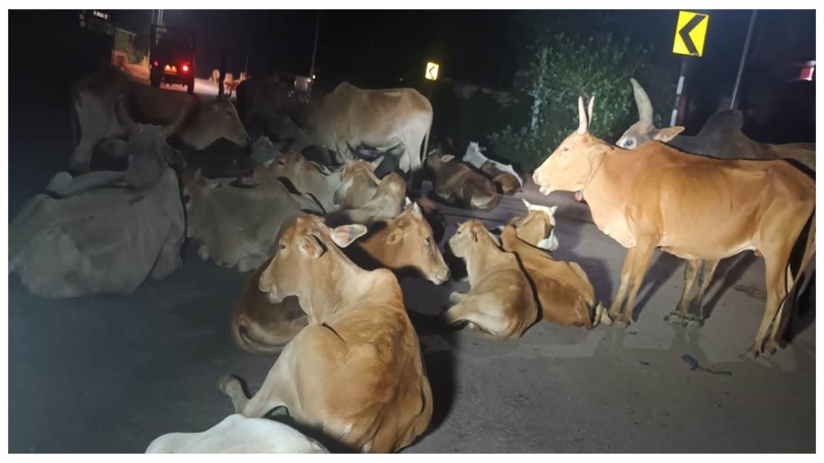 गौ संरक्षण पर सियासत और कागजी दावे: बिलासपुर से लेकर पूरे प्रदेश के सड़कों पर बेसहारा मवेशियों का डेरा; हादसे को दे रहे दावत