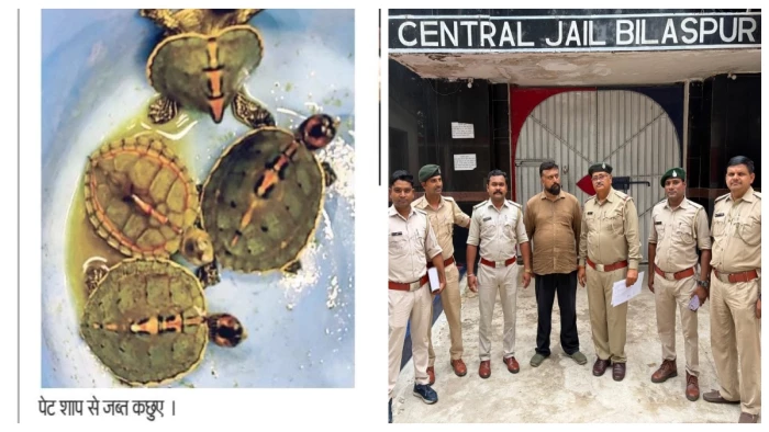 बिलासपुर में वन विभाग का अनूठा स्टिंग ऑपरेशन: ग्राहक बनकर पहुंचे कर्मचारी, पेट शॉप से चार कछुए जब्त