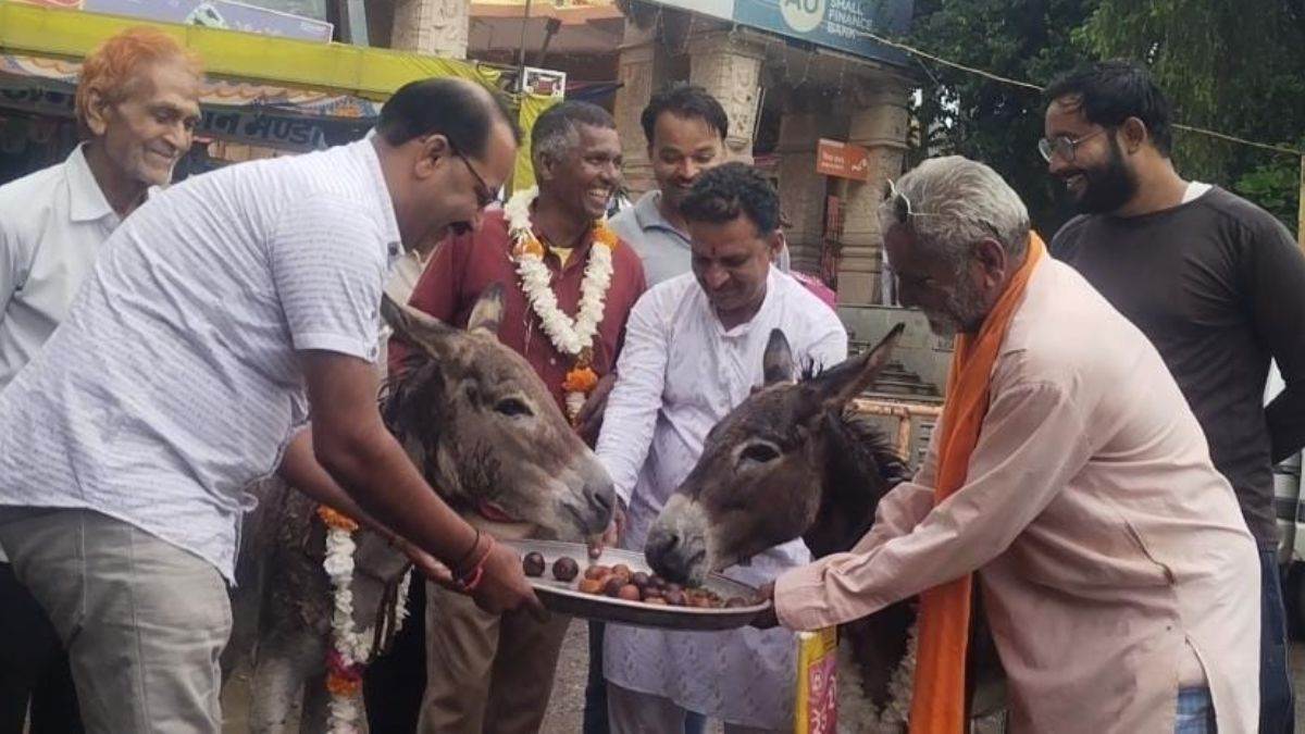 MP News Gulab Jamun Party For Donkey in Mandsaur