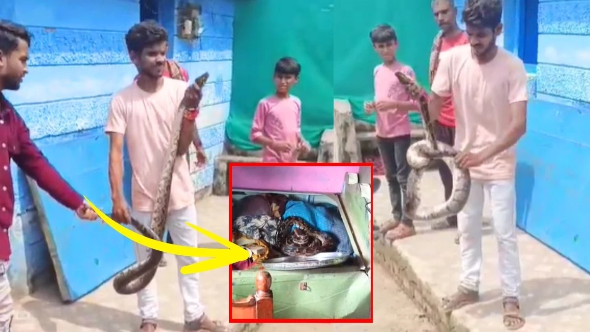 VIDEO: 8 फीट का अजगर बिस्तर पेटी में छिपा था, रेस्क्यू टीम को भी छकाया