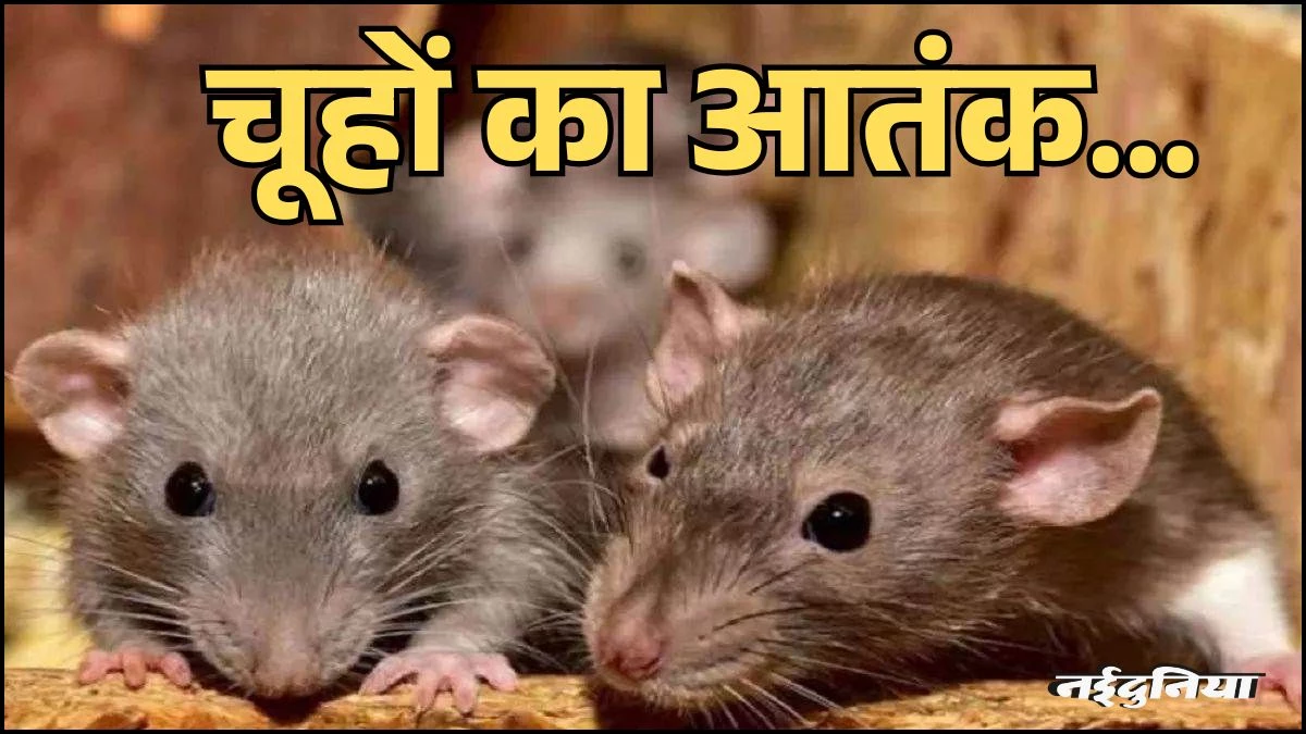Indore में चूहों का आतंक... 8 महीने में 754 लोगों को कुतरा, सबसे ज्यादा निशाने पर रहे बच्चे