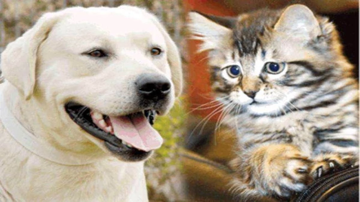 पत्नी की बिल्ली और पति का कुत्ता.. दोनों लड़ते हैं इसलिए दंपती ने मांगा एक-दूसरे से तलाक