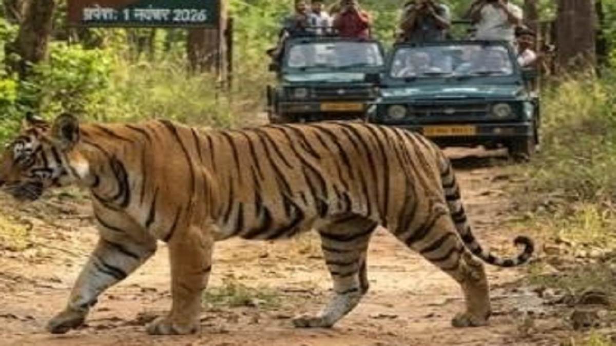 छत्तीसगढ़ के इंद्रावती रिजर्व में आठ बाघों की हलचल, एक- एक गतिविधि पर नजर रखेगा टाइगर मूवमेंट सेल