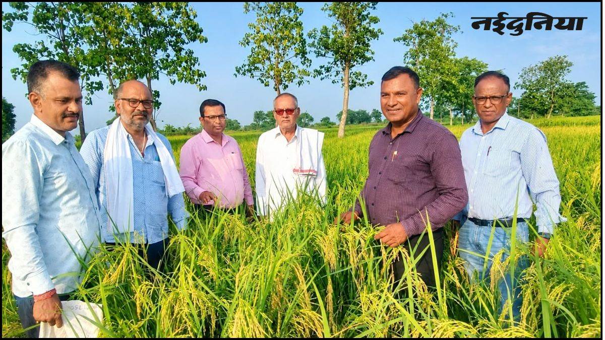 जबलपुर से विदिशा तक धान पर कीटों का खतरा, फसलों पर भूरा माहू और तना छेदक का हमला, एडवाइजरी जारी