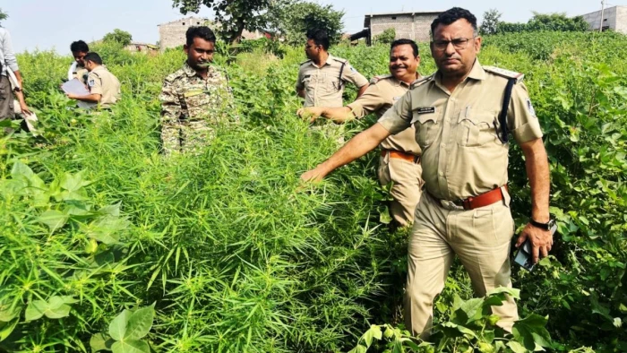 खरगोन में कपास-मिर्ची की आड़ में उगा रहे थे गांजा, करीब 205 किलो वजनी पौधे किए जब्त, एक गिरफ्तार