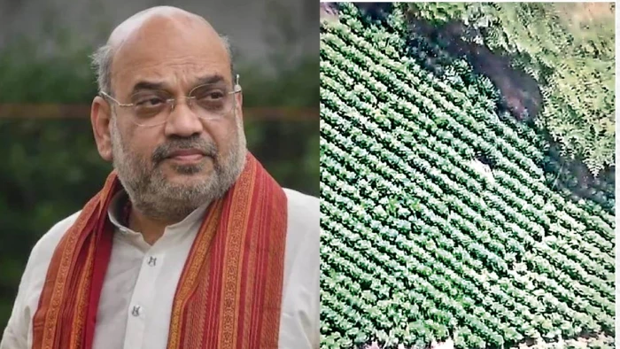 अमित शाह के निर्देश के बाद एक्शन में पुलिस, ड्रोन से निगरानी कर पकड़ी 205 क्विंटल गांजे की खेती