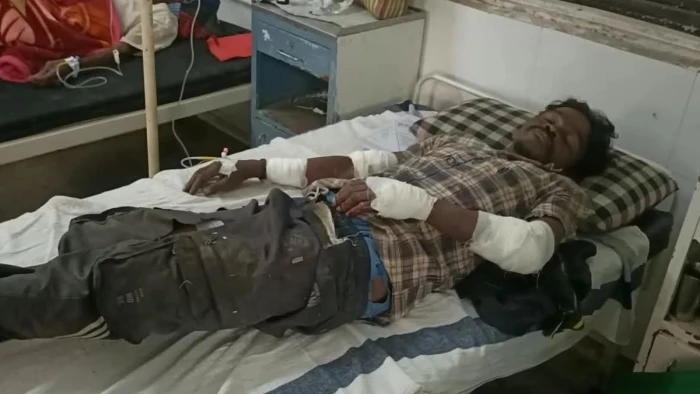 उमरिया में धान के खेत में घात लगाए बैठे बाघ ने किया हमला, मौत को मात देकर जीती जिंदगी की जंग