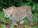 Indore Forest Division : शिकार और पानी की तलाश में अब शहर की तरफ आ रहे तेंदुए