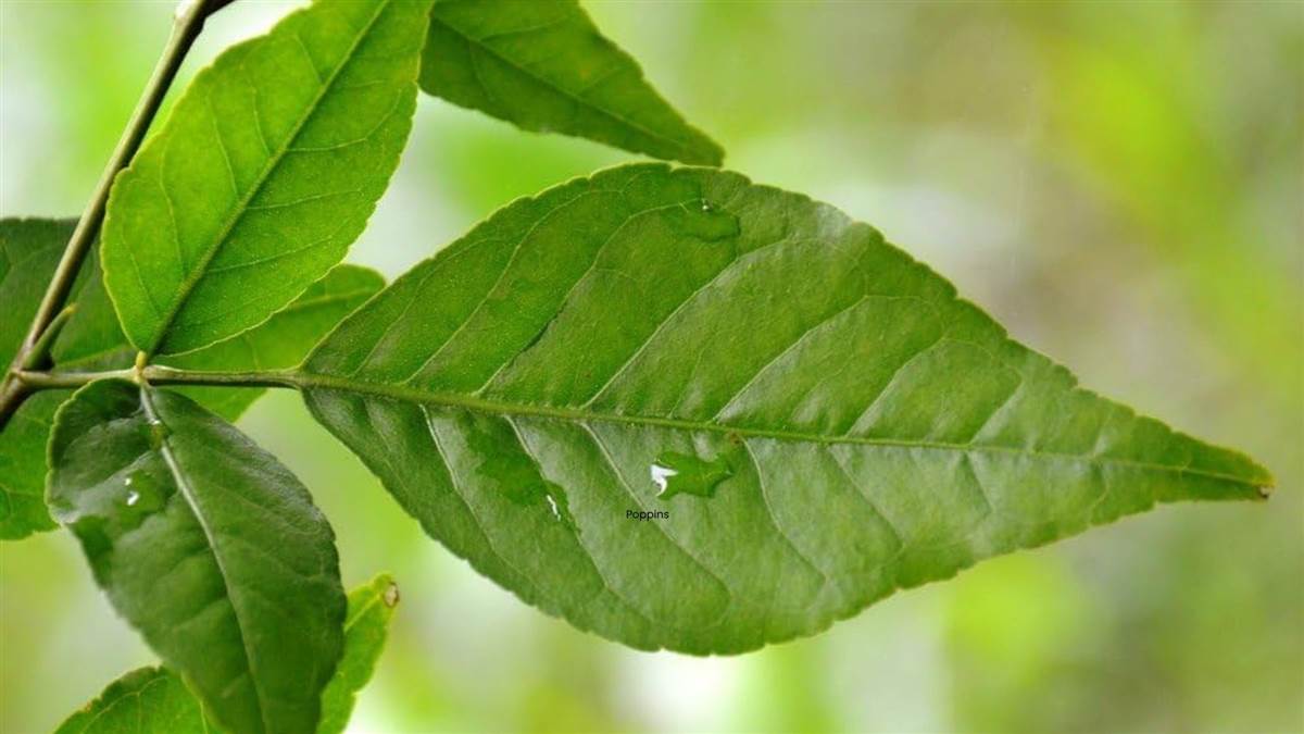 बेल के पत्ते चबाने से शरीर की इन 8 समस्याओं से मिलेगा छुटकारा, बस जान लें खाने का सही तरीका