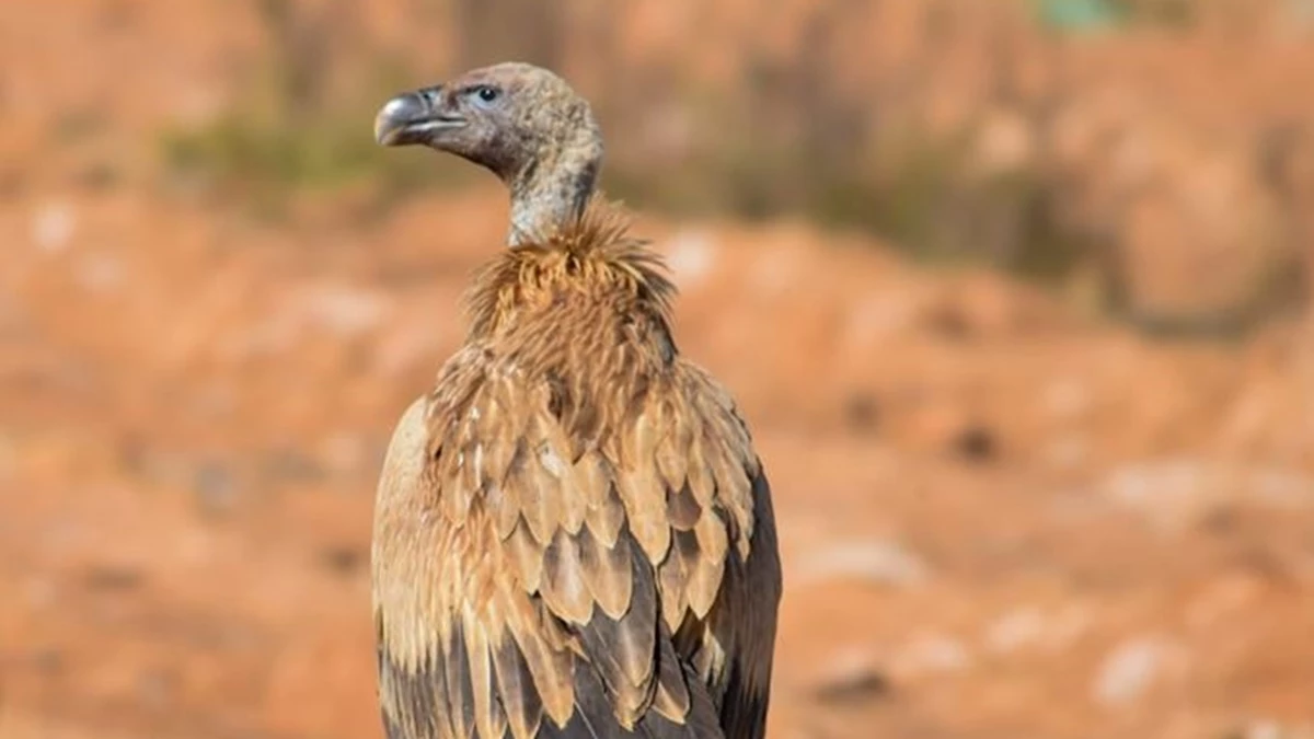 कजाकिस्तान से वापस लौटा विदिशा से गया गिद्ध, 15,000 किमी की उड़ान को वन विभाग ने किया ट्रेक