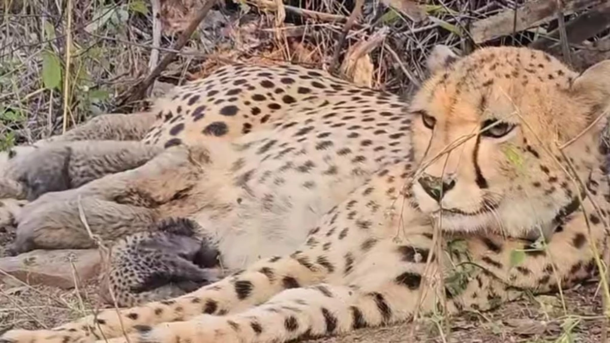 देश में जन्मी मादा चीता मुखी ने कूनो नेशनल पार्क में पांच शावकों को दिया जन्म