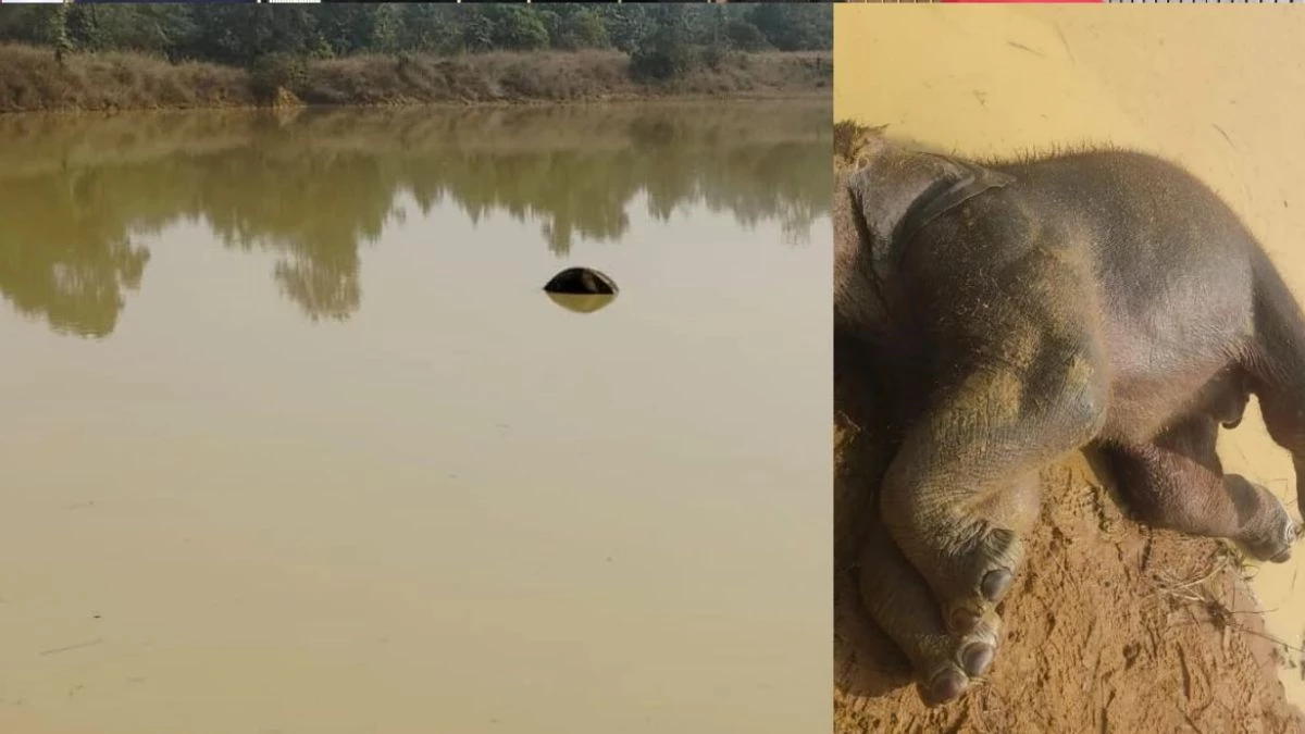 CG News: तालाब में डूबने से हाथी के बच्चे की हुई मौत, हाथियों की चिंघाडों से ग्रामीणों में मचा हड़कंप