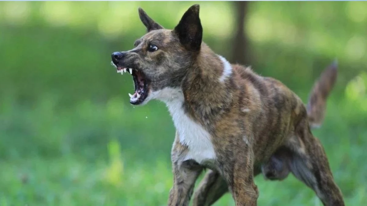 कुत्तों की नसबंदी में गड़बड़ी की आशंका, कोर्ट ने कहा- 2 लाख 39 हजार की हो गई नसबंदी, फिर कैसे बढ़ रही संख्या