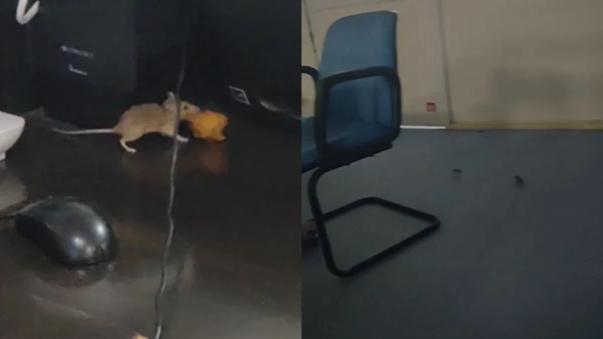 एमपी के अस्पताल, चूहों से बेहाल... इंदौर-जबलपुर के बाद अब सतना में भी प्रशासन बेखबर, शिशु वॉर्ड में घूम रहे खुलेआम