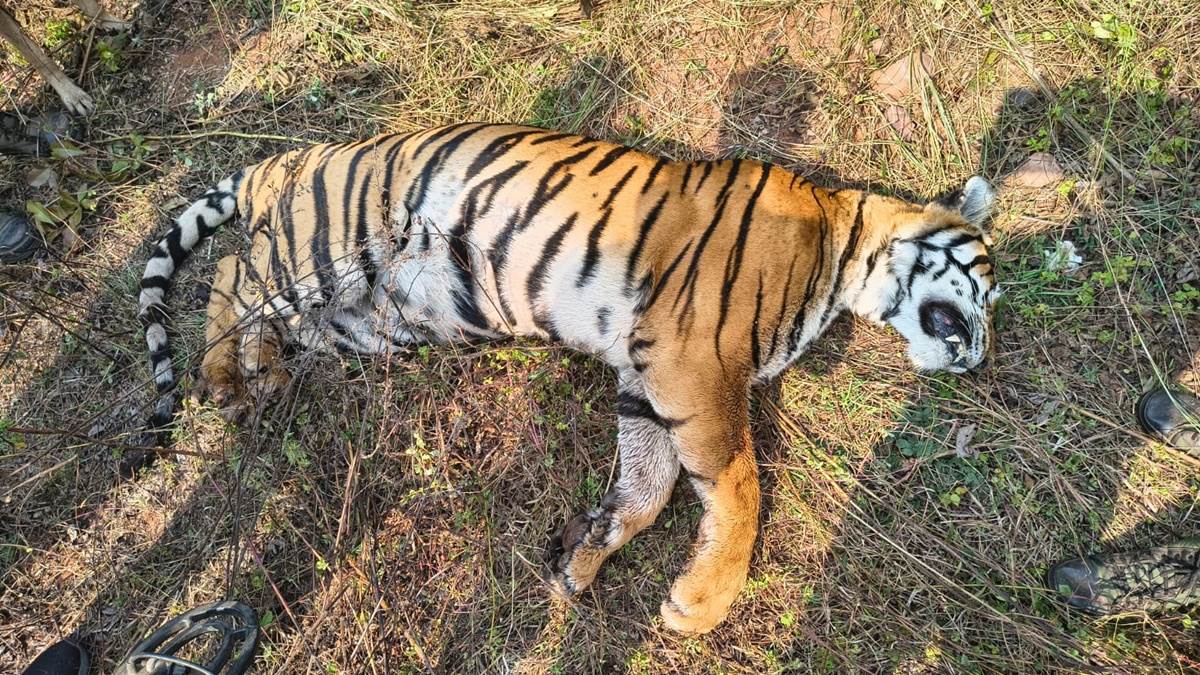 सतपुड़ा टाइगर रिजर्व से फिर बुरी खबर, दो दिन से वन विभाग की निगरानी में थी जो बाघिन, वह जंगल में मृत मिली