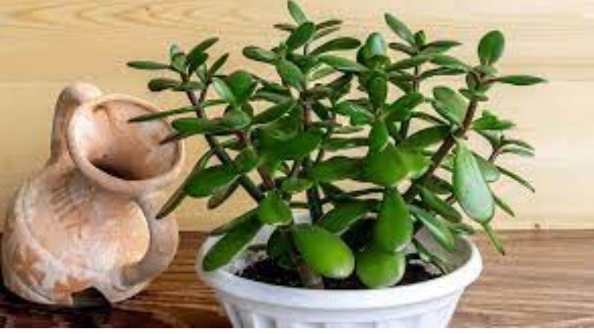 Crassula Plant Benefits मनी प्लांट से ज्यादा धनसंपदा इस पौधे से आती