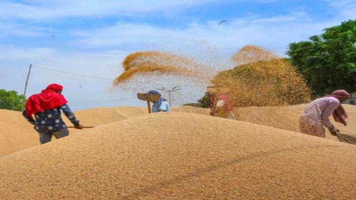 MP News: 11 लाख किसानों से 100 लाख मीट्रिक टन गेहूं खरीदेगी मप्र सरकार, MSP  पर होगा उपार्जन