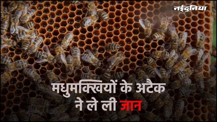 मृत्यु भोज में आए लोगों पर मधुमक्खियों का जानलेवा हमला, 60 वर्षीय व्यक्ति की मौत, 5 से अधिक घायल