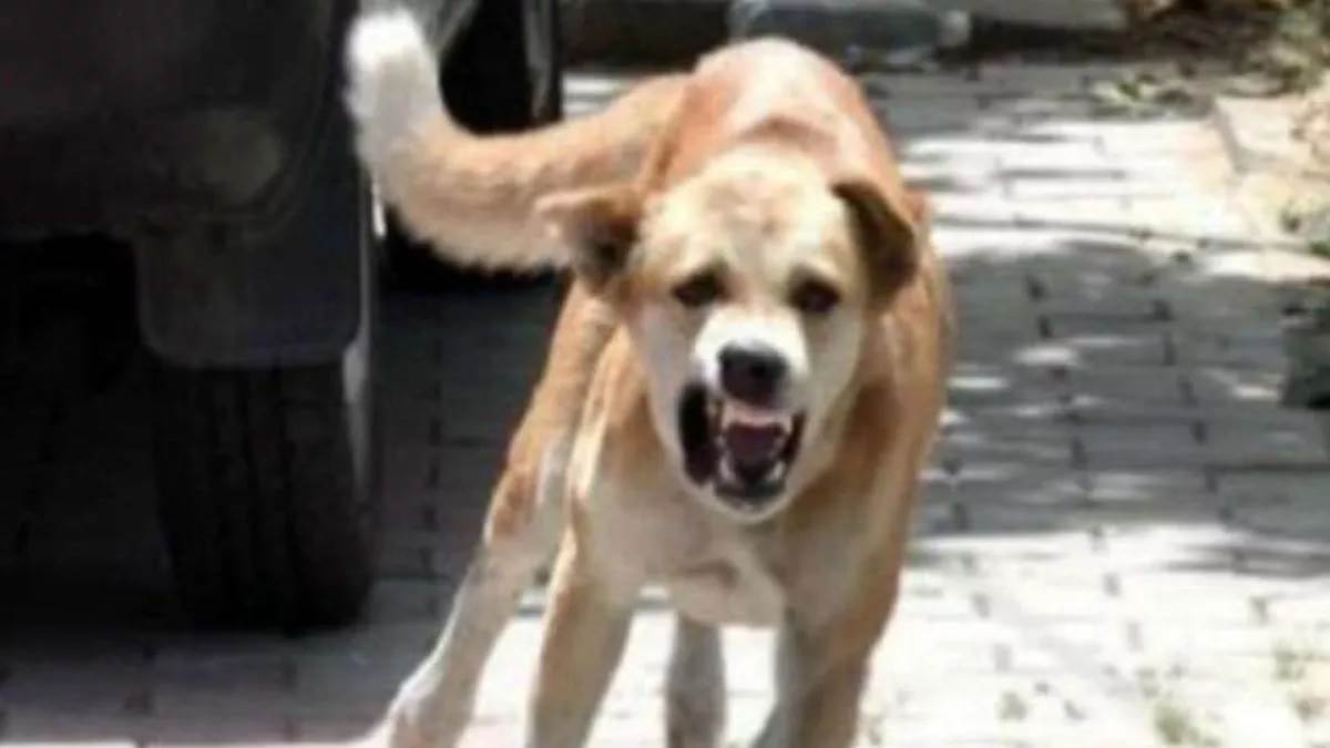 Bhopal News: भोपाल में छह साल के लड़के को कुत्ते ने काटा, हालत गंभीर