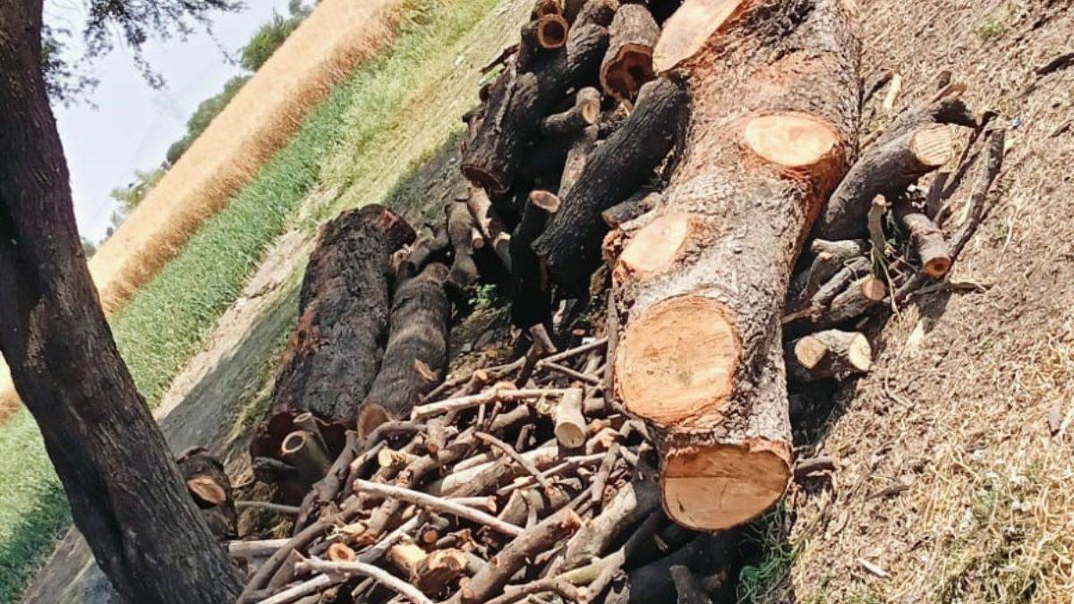 आलू चिप्स कारखानों में बिना ट्रांजिट पास पहुंच रही लकड़ियां, वन मुख्यालय तक पहुंची शिकायत, DFO ने दिए जांच के आदेश