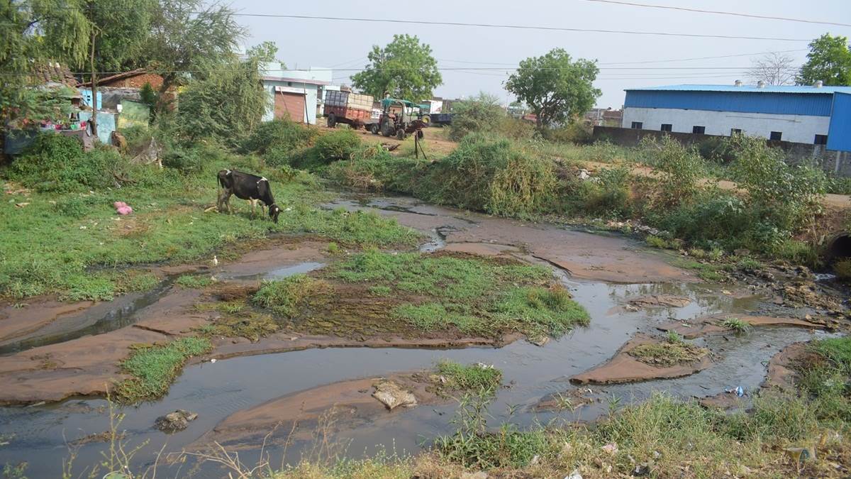 Jabalpur News गोबर से सनी गौर नदी से प्रदूषित हो रही नर्मदा, तीन करोड़