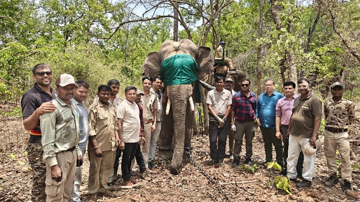 Wild elephant crushing 3 people who came under control after 6 hours of rescue, will now study aggressive nature
