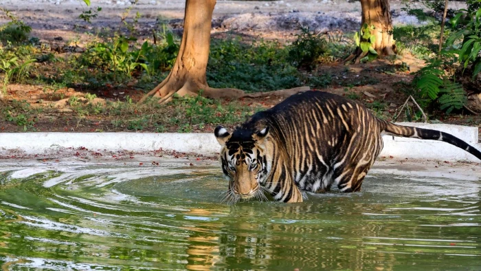 इंदौर के चिड़ियाघर में गर्मी से बचाव के लिए पक्षियों के लिए स्प्रिंकलर से पानी से छिड़काव, शेर-बाघ के पिंजरों में लगाए कूलर