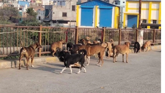 इंदौर में कुत्तों का आतंक: हर माह पांच हजार से अधिक लोगों को कर रहे जख्मी