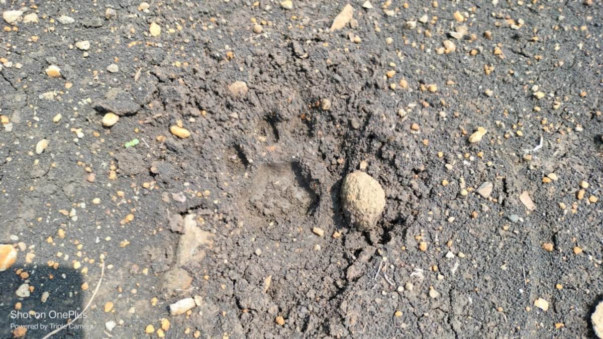 शहरी क्षेत्र में स्थित खेत में मिले तेंदूआ और उसके बच्चों के पदचिन्ह, क्षेत्र के लोगों में मचा हड़कंप