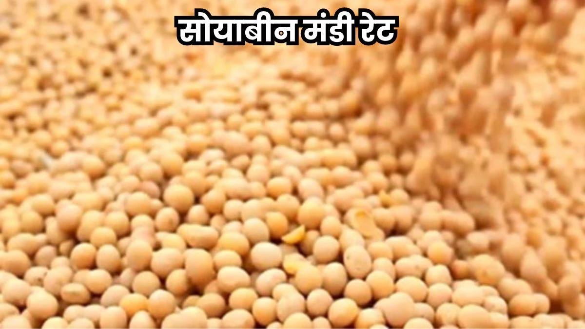 Soyabean Mandi Prices: सोयाबीन के घटे दाम, किसान और उद्योग दोनों परेशान